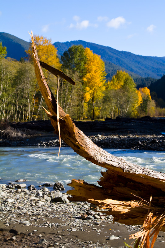 Broken Tree Stump Along The Elwha River